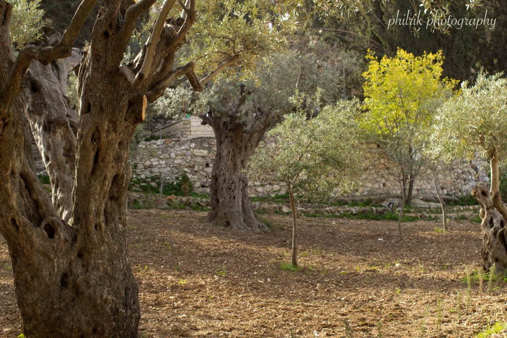 The Garden of Gethsemane